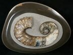 Stunning Russian Heteromorph Ammonite #15584-1
